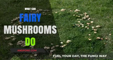 Unveiling the Magical Powers of Fairy Mushrooms: Uses and Benefits