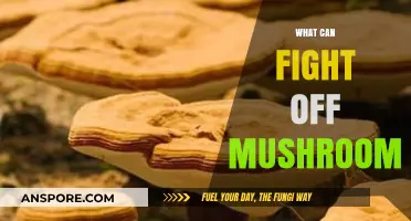 Natural Remedies and Strategies to Combat Mushroom Growth Effectively