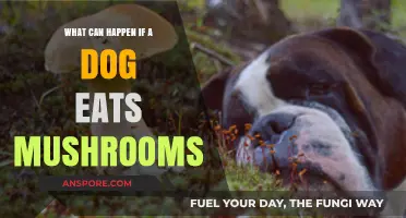 Mushroom Danger: Potential Risks When Dogs Ingest Wild Fungi