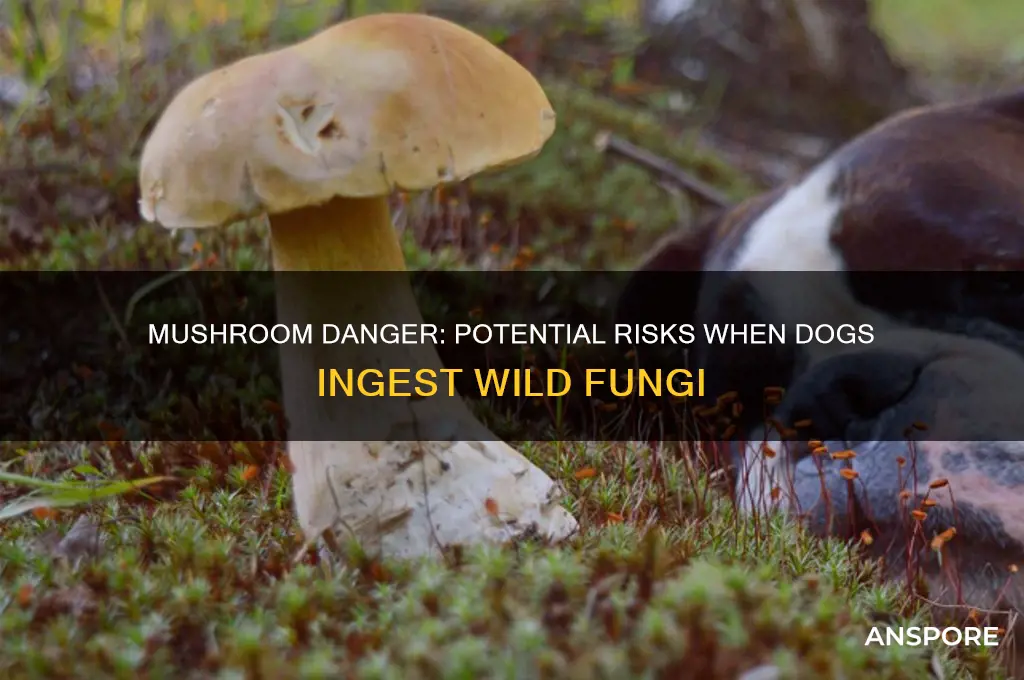 what can happen if a dog eats mushrooms