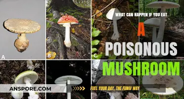 Deadly Mistake: The Consequences of Eating Poisonous Mushrooms