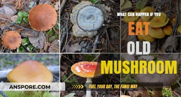 Risks of Eating Old Mushrooms: Symptoms, Dangers, and Prevention Tips