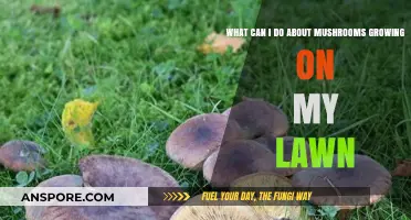 How to Effectively Remove and Prevent Mushrooms in Your Lawn