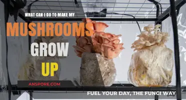 Boost Your Mushroom Growth: Essential Tips for Healthy, Thriving Fungi
