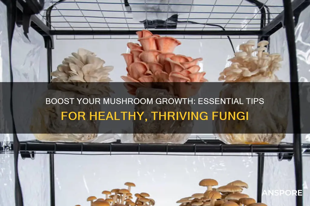 what can i do to make my mushrooms grow up