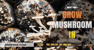 Creative Substrates: Unconventional Materials for Growing Mushrooms at Home