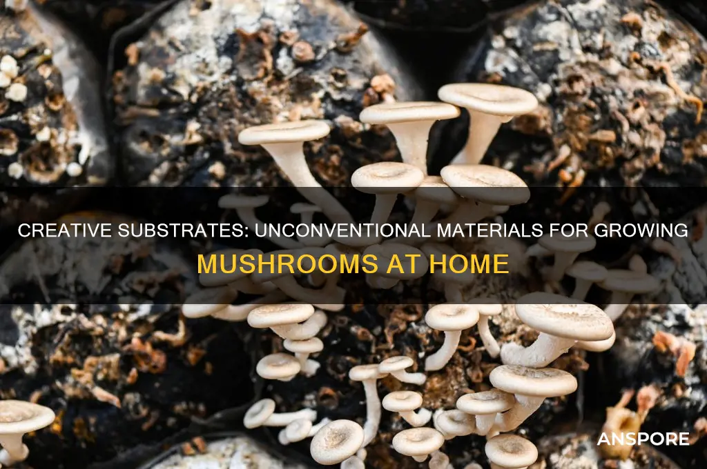 what can i grow mushrooms in