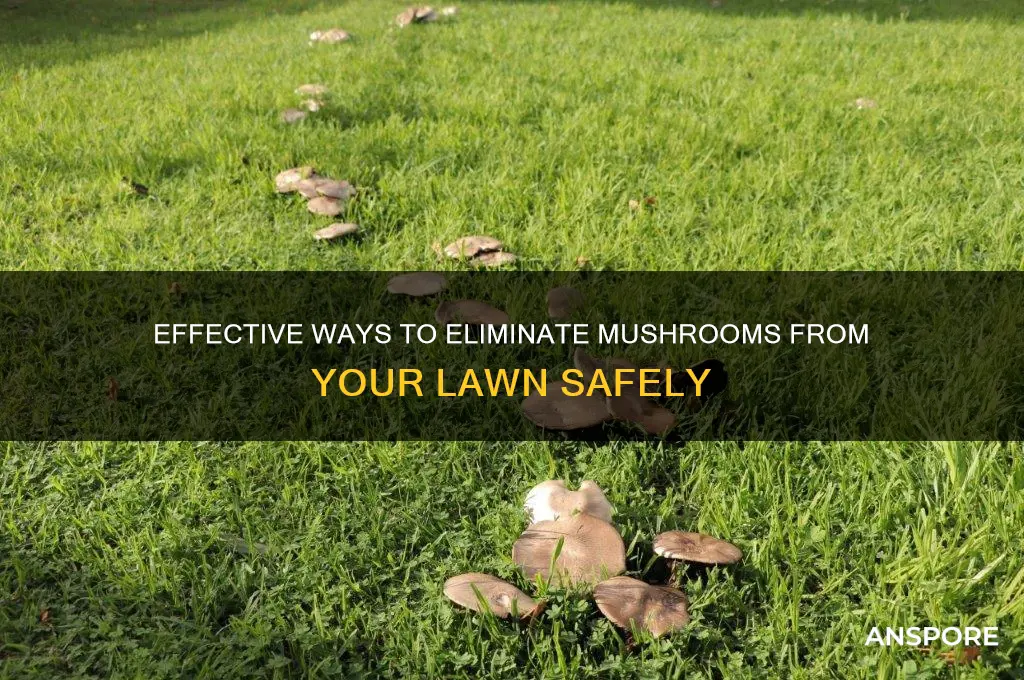 what can i put on my grass to kill mushrooms