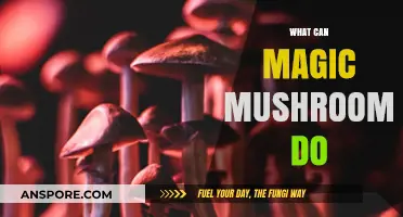 Exploring Magic Mushrooms: Effects, Benefits, and Potential Risks Revealed