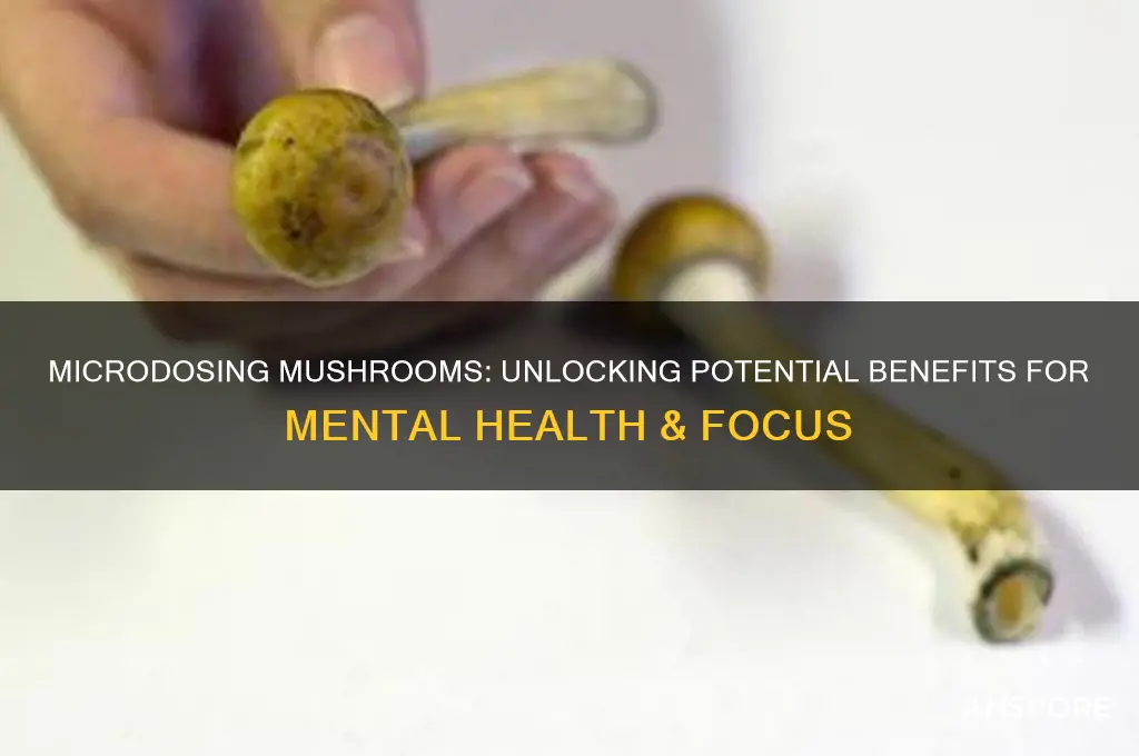 what can microdosing mushrooms help with