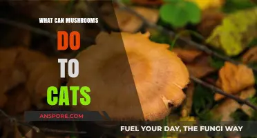 Mushrooms and Cats: Potential Dangers and What You Need to Know