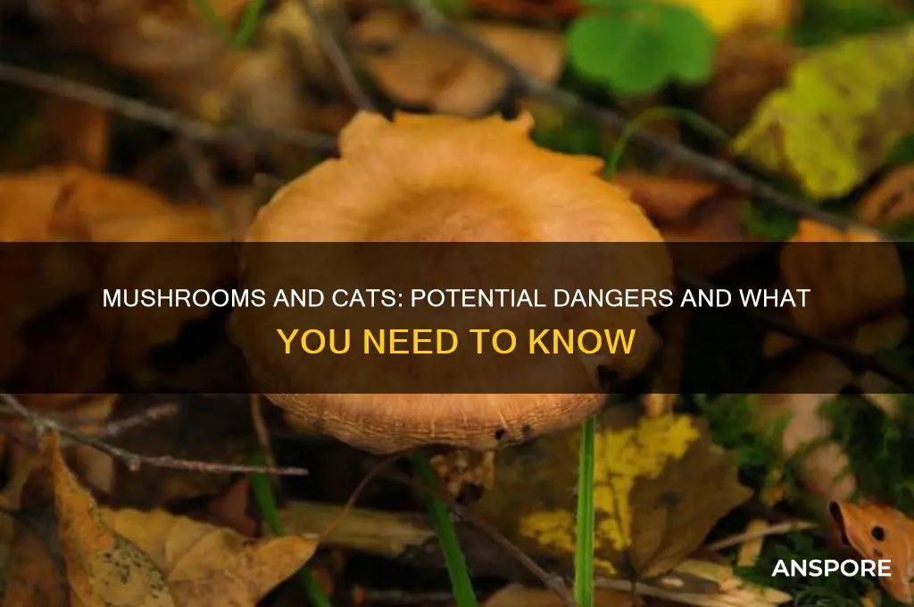 what can mushrooms do to cats