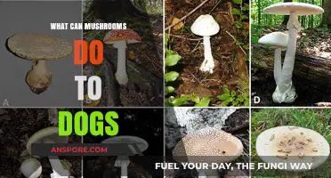 Mushrooms and Dogs: Risks, Symptoms, and Safety Tips