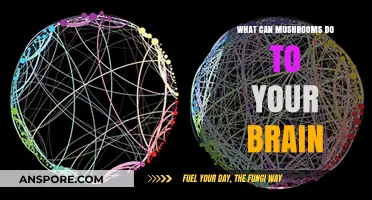 Mushrooms and Mind: Unveiling the Cognitive Effects of Fungi