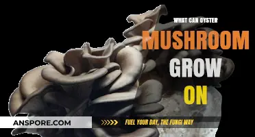Discover Surprising Substrates: What Can Oyster Mushrooms Grow On?