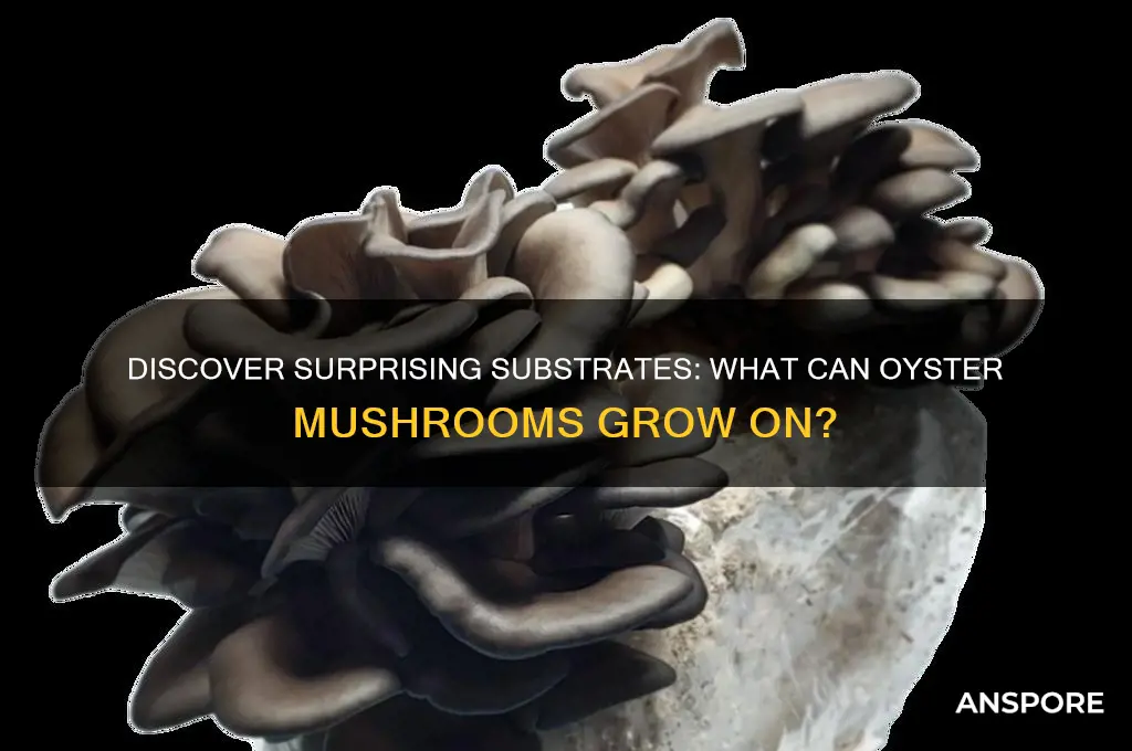 what can oyster mushrooms grow on