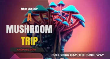 How to Safely Halt a Mushroom Trip: Effective Strategies and Tips