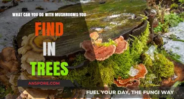 Discovering Tree Mushrooms: Creative Uses and Benefits for Foragers