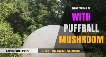 Creative Uses for Puffball Mushrooms: From Culinary Delights to DIY Projects