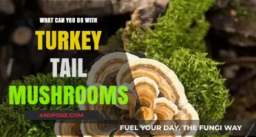 Unlocking Turkey Tail Mushrooms' Benefits: Uses, Recipes, and Health Tips