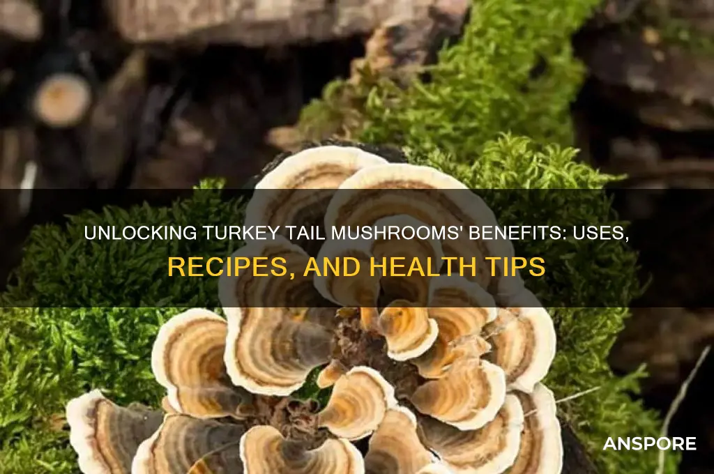 what can you do with turkey tail mushrooms