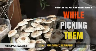 Best Containers for Safely Collecting Wild Mushrooms in the Forest