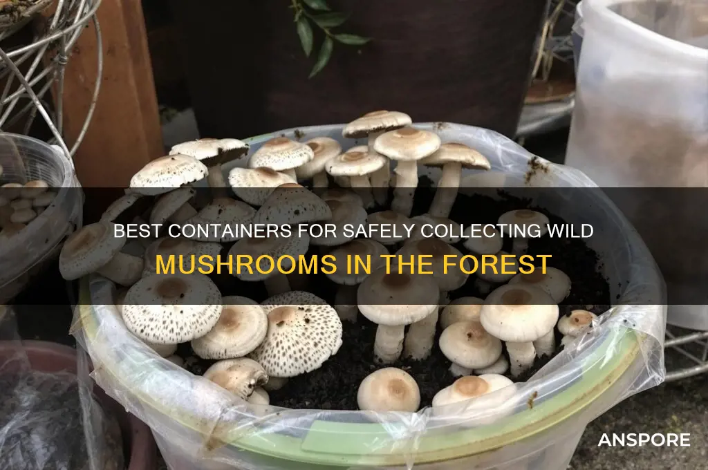 what can you put wild mushrooms in while picking them