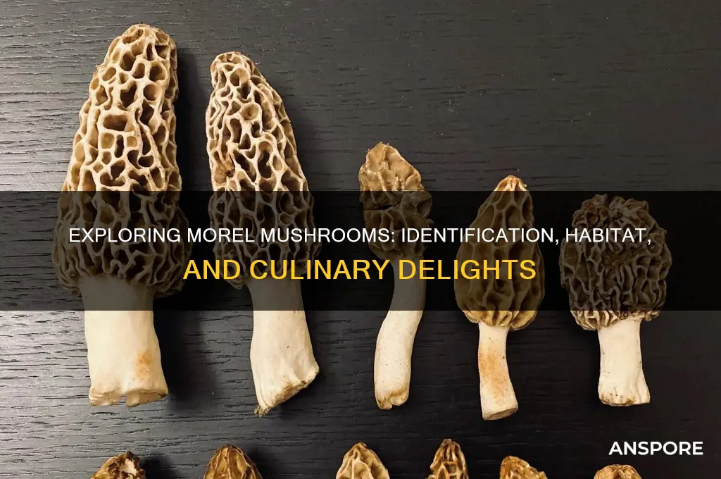 what can you tell me about morel mushrooms