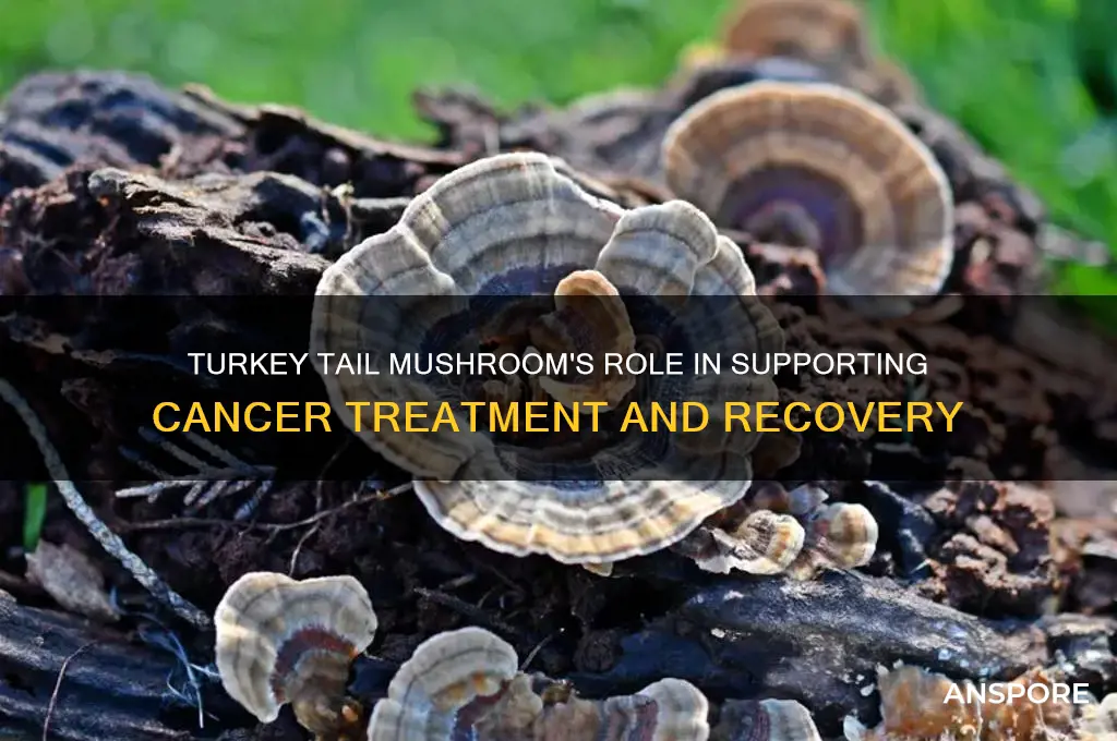 what cancers does turkey tail mushroom help