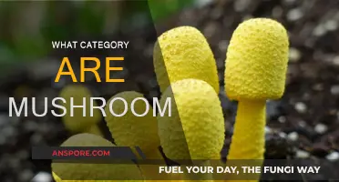 Mushrooms: A Unique Kingdom of Their Own