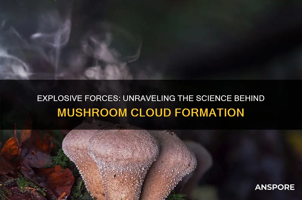 what cause a mushroom cloud te