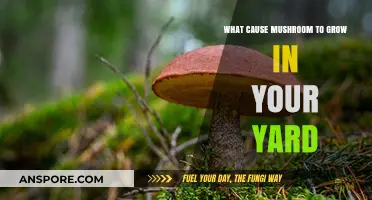 Why Mushrooms Suddenly Appear in Your Yard: Causes Explained