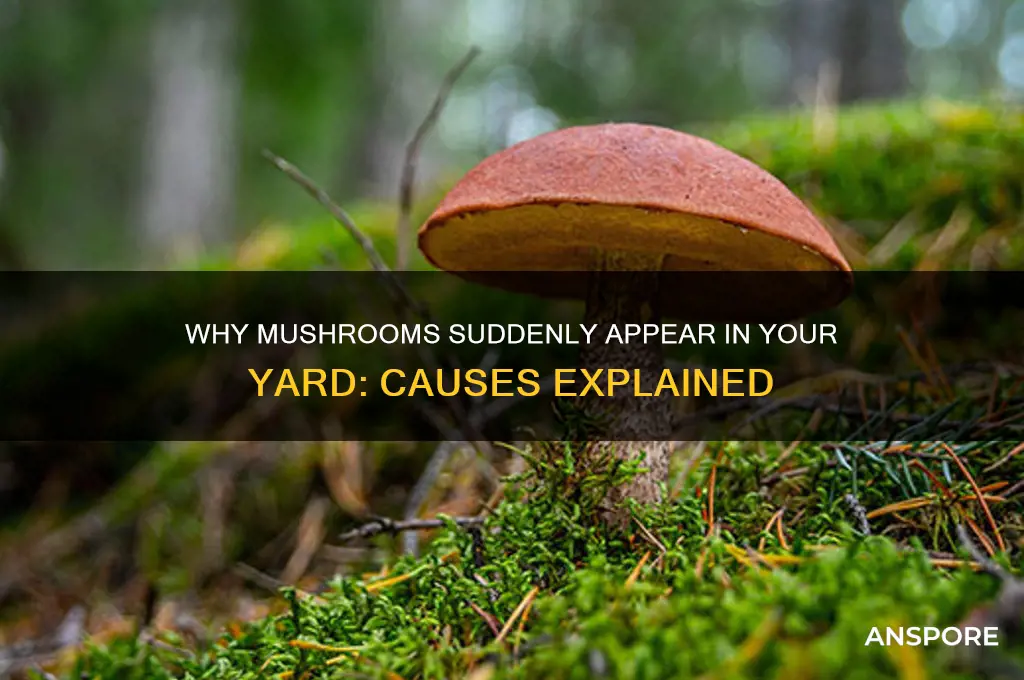 what cause mushroom to grow in your yard