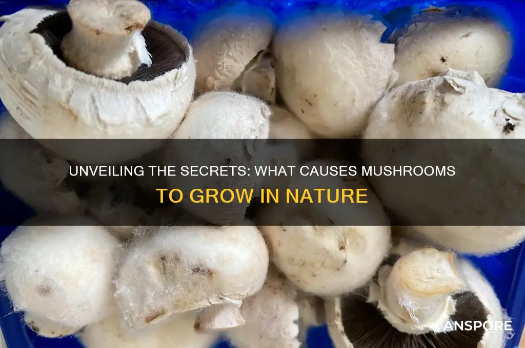 what cause mushroom to grow