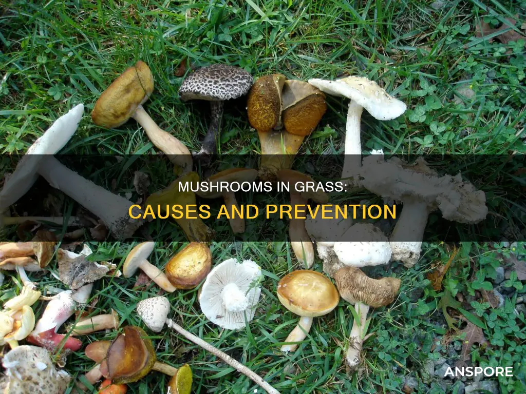 what cause mushrooms in grass