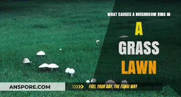 Understanding Mushroom Rings: Causes and Solutions for Lawn Fairy Circles