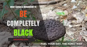 Unveiling the Mystery: Why Some Mushrooms Turn Completely Black