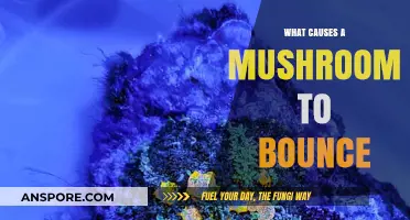 Why Do Mushrooms Bounce? Exploring the Surprising Science Behind It