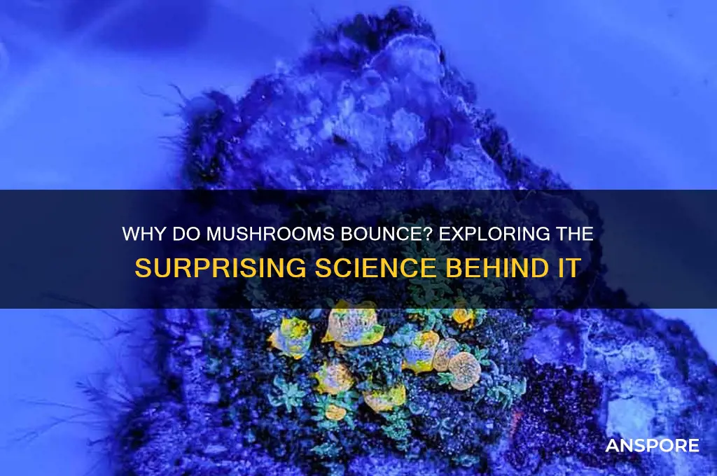 what causes a mushroom to bounce