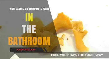 Why Mushrooms Grow in Bathrooms: Causes and Prevention Tips