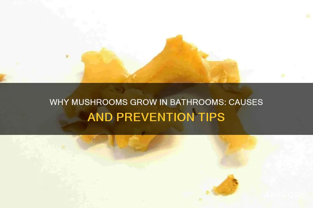 what causes a mushroom to form in the bathroom