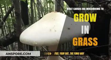 Why Large Mushrooms Suddenly Appear in Your Lawn: Causes Explained
