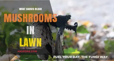 Understanding Black Mushrooms: Causes and Solutions for Lawn Fungus Growth