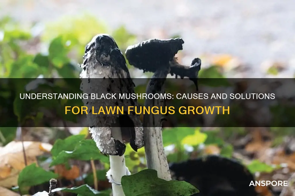 what causes black mushrooms in lawn