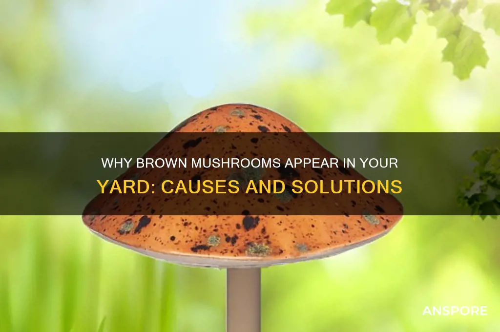 what causes brown mushrooms in my yard
