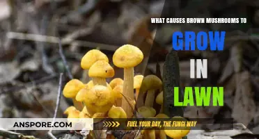 Why Brown Mushrooms Appear in Your Lawn: Causes and Solutions