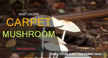 Mushroom Mystery: Why They Grow in Carpets