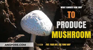 Cow Dung and Fungi: Unraveling the Mushroom Growth Mystery
