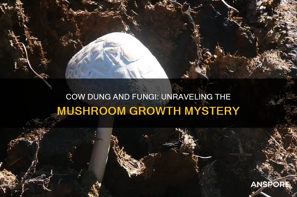 what causes cow shit to produce mushrooms