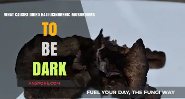 Why Do Dried Hallucinogenic Mushrooms Turn Dark? Exploring the Causes